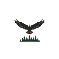 Fototapeta premium Soaring Bald Eagle