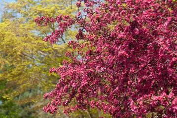 Yellow and magenta blooming spring flowers, cherry blossom, trees blooming, spring flowers. Wallpaper.