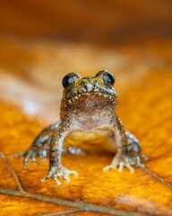 Charles darwins frog on leaf litter