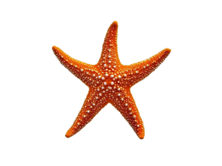 orange starfish
