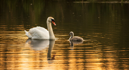 swans on the lake