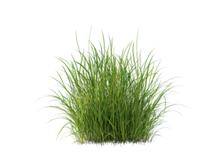 tussock of grass
