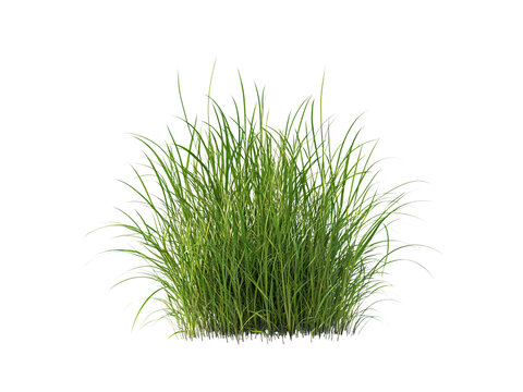 tussock of grass