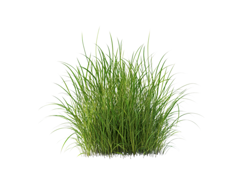 tussock of grass
