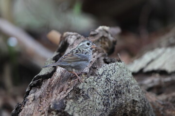 The grey bunting (Emberiza variabilis) is a species of bird in the family Emberizidae. This photo was taken in Japan.