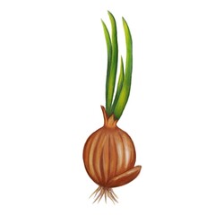 A realistic watercolor illustration of an onion with green shoots sprouting from the top. The onion is brown with a smooth texture, and the green shoots are vibrant and fresh, indicating growth.