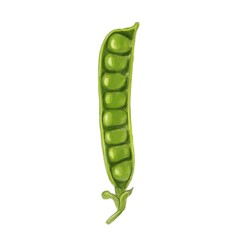 A single watercolor green pea open pod with several peas inside, showcasing its vibrant color and natural texture.