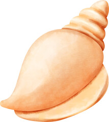watercolor conch