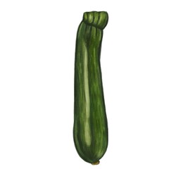 A realistic watercolor illustration of a green zucchini, showcasing its elongated shape and smooth skin.
