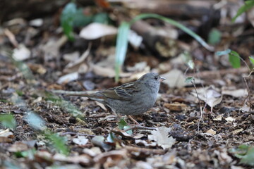 The grey bunting (Emberiza variabilis) is a species of bird in the family Emberizidae. This photo was taken in Japan.