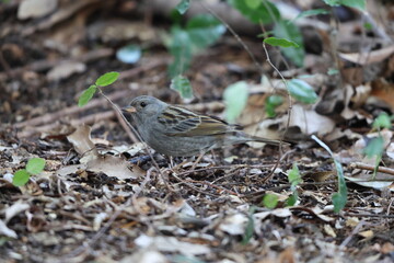 The grey bunting (Emberiza variabilis) is a species of bird in the family Emberizidae. This photo was taken in Japan.