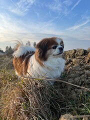 Kleine Hündin am Feldrand beim Spaziergang, sie blickt stolz nach vorne. Hund, Gassi, Natur,...