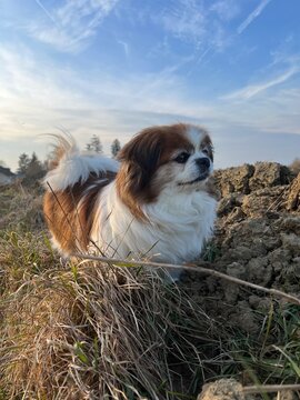 Kleine Hündin am Feldrand beim Spaziergang, sie blickt stolz nach vorne. Hund, Gassi, Natur, blauer Himmel, wolkig