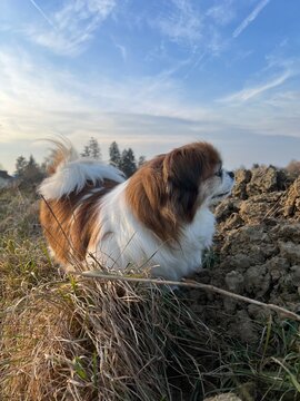 Kleine Tibet Spaniel Dame beim Spaziergag - Hund, Haustier, Gassi, Natur