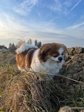 Kleine Tibet Spaniel Dame beim Spaziergag - Hund, Haustier, Gassi, Natur