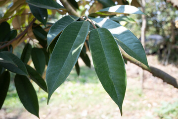 Durian tree leaves
