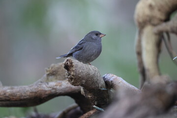 The grey bunting (Emberiza variabilis) is a species of bird in the family Emberizidae. This photo was taken in Japan.