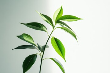 Fototapeta premium A single green plant with long leaves against a white background