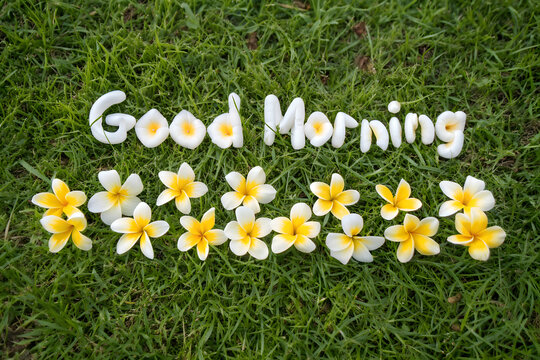 Beautiful plumeria flowers arranged on green grass spelling Good Morning in white for a cheerful morning greeting