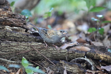 The grey bunting (Emberiza variabilis) is a species of bird in the family Emberizidae. This photo was taken in Japan.