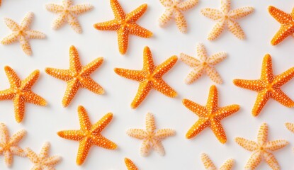 Bright Starfish Collection