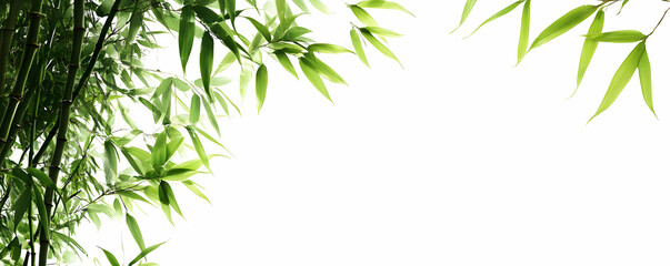 Fototapeta premium Lush bamboo leaves frame