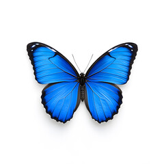 Obraz premium Blue Morpho butterfly isolated on white background