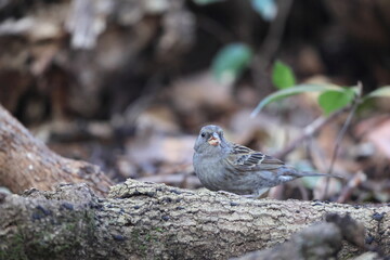 The grey bunting (Emberiza variabilis) is a species of bird in the family Emberizidae. This photo was taken in Japan.