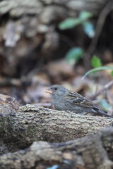 The grey bunting (Emberiza variabilis) is a species of bird in the family Emberizidae. This photo was taken in Japan.