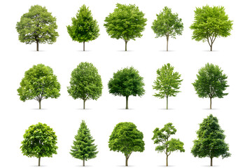 3d realistic green trees collection isolated on white background	