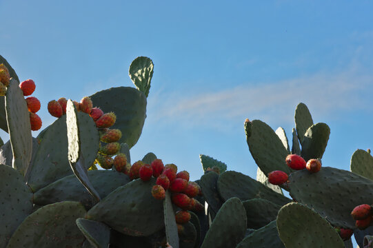Prickly pear (genus Opuntia) against blue sky. Cactus grown in Australia for flavorful fruit. Become invasive species. Larvae of Cactoblastis cactorum moth from Argentina, used in biological control