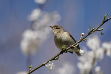 A common chiffchaff sits on a blossoming branch, blue sky in the background.  Phylloscopus collybita. Song bird in the nature habitat.
