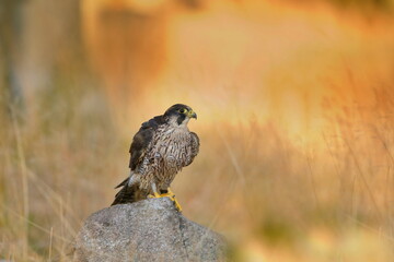 A peregrine falcon sits on a stone. Falco peregrinus in the nature habitat. nests in the national park czech switzerland