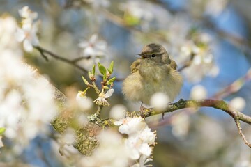 A common chiffchaff sits on a blossoming branch, blue sky in the background.  Phylloscopus collybita. Song bird in the nature habitat.