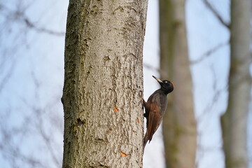 A male Black woodpecker (Dryocopus martius) climbs on the tree strain. Woodpecker in the nature habitat. Spring in the nature.
