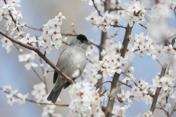 Sylvia atricapilla. A male Eurasian blackcap  sits on a blossoming twig. Spring in the nature.