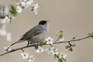 Sylvia atricapilla. A male Eurasian blackcap  sits on a blossoming twig. Spring in the nature.