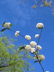 white flowers against blue sky