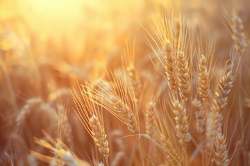 Fototapeta premium Golden Wheat Ears Glowing in Sunlight, Representing Maturity and Abundance