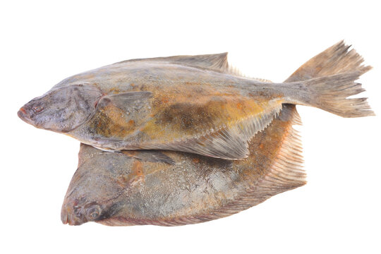 Flounder fish isolated on white background