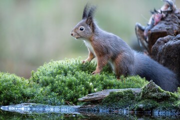 Squirrel, Red Squirrel