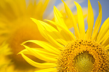 Naklejka premium beautiful yellow Sunflower