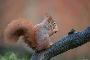 Red Squirrel, Squirrel