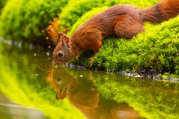 Tableau sur aluminium  Red Squirrel, Squirrel  © Gert Hilbink