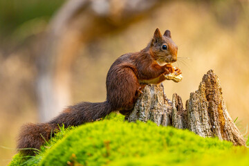 Red Squirrel, Squirrel