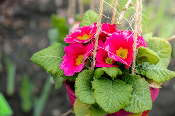 Spring flower plants in pots hanging on tree in springtime garden. Blooming flowers season....