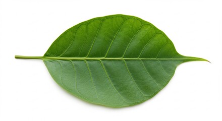 Obraz premium Vibrant green leaf isolated on white background. AI Generated