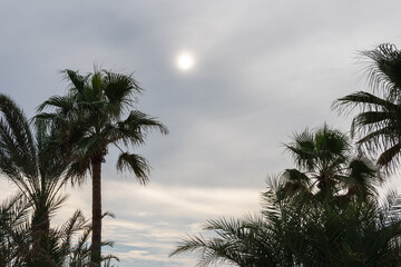 Tropical Palm Trees Against a Cloudy Sky