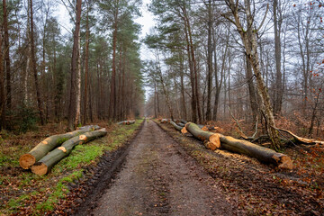 Exploitation du bois en forêt. Coupe de hêtres , débardage
