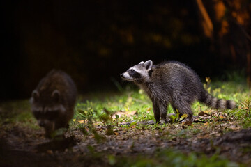 Raccoons (Procyon lotor) walking through a suburban area at night in Sarasota, Florida 